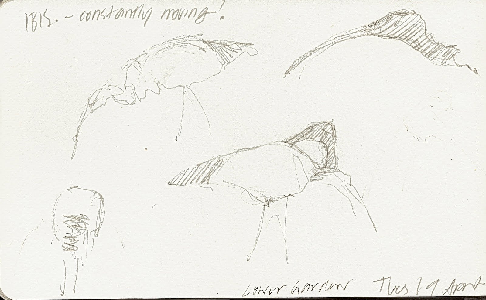 1600x988 Garden Sketchabout The Royal Botanic Garden, Sydney April 2011