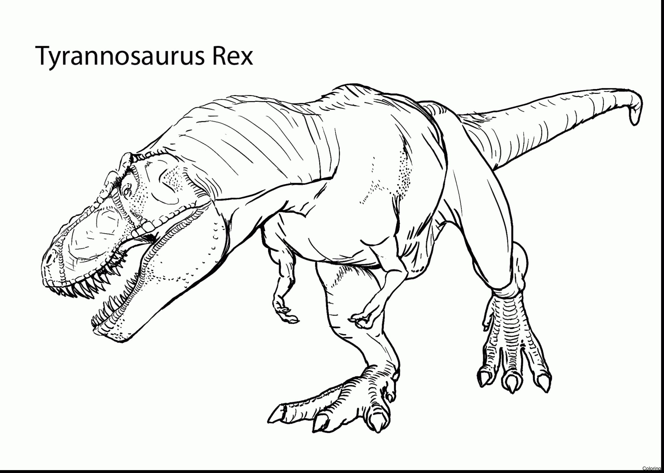 2286x1631 Maxresdefault Tyrannosaurus Rex Coloring Drawing And Dinosaur