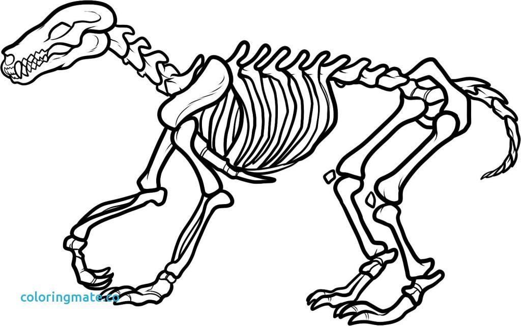 1024x642 T Rex Coloring Pages Unique T Rex Skeleton Coloring Page Az