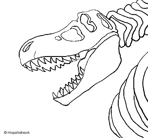 505x470 Tyrannosaurus Rex Skeleton Coloring Page