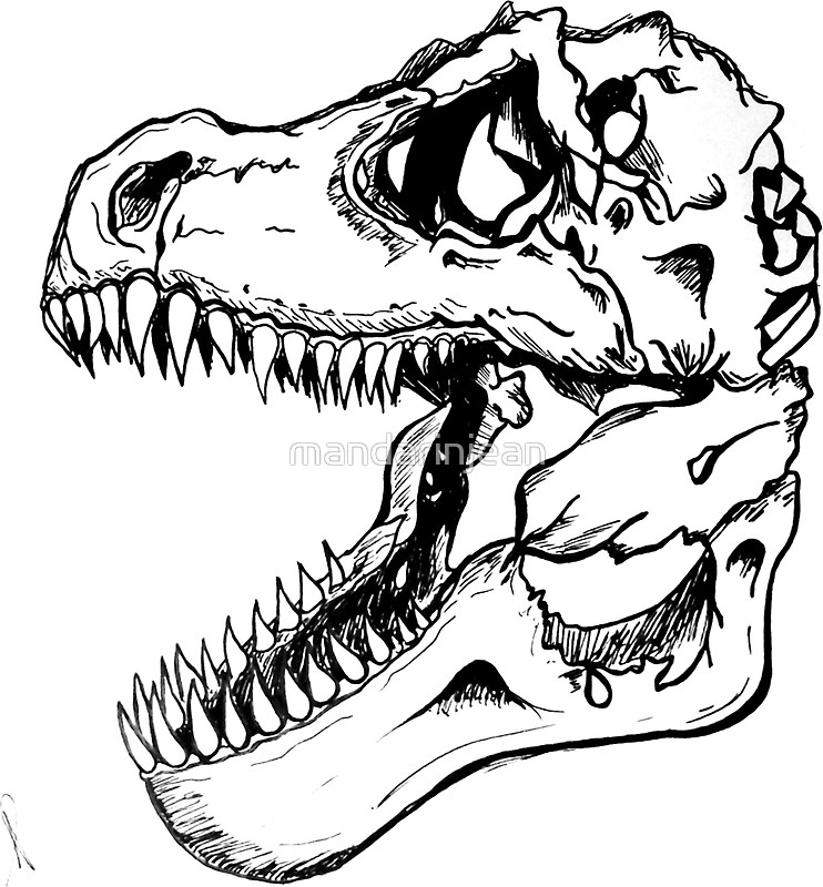 T Rex Skull Drawing at GetDrawings | Free download