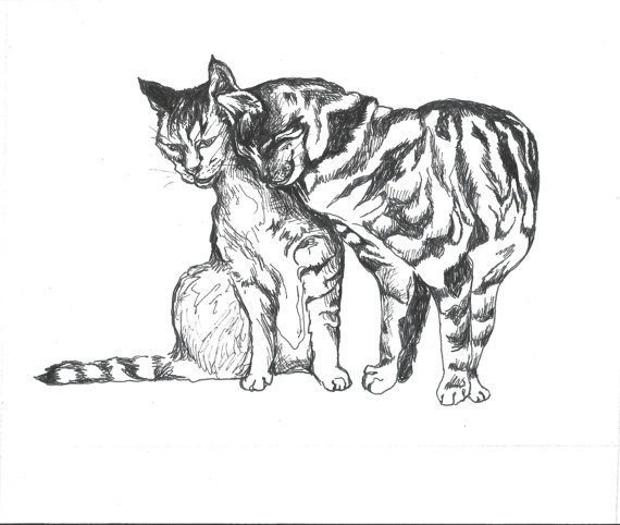 570x482 Cat Illustration