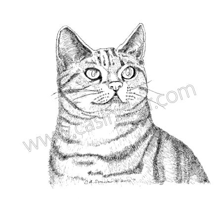 449x404 Leo The Silver Tabby Cat Portraits, Cat Paintings, Cat Drawings
