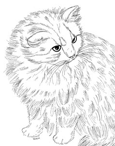 238x300 Tabby Cat Drawings