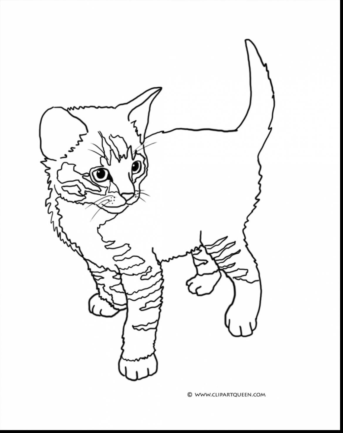 1169x1475 Tabby Cat Coloring Pages