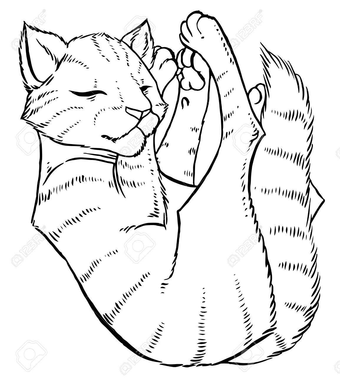 1154x1300 Tabby Cat Comfortably Sleeps