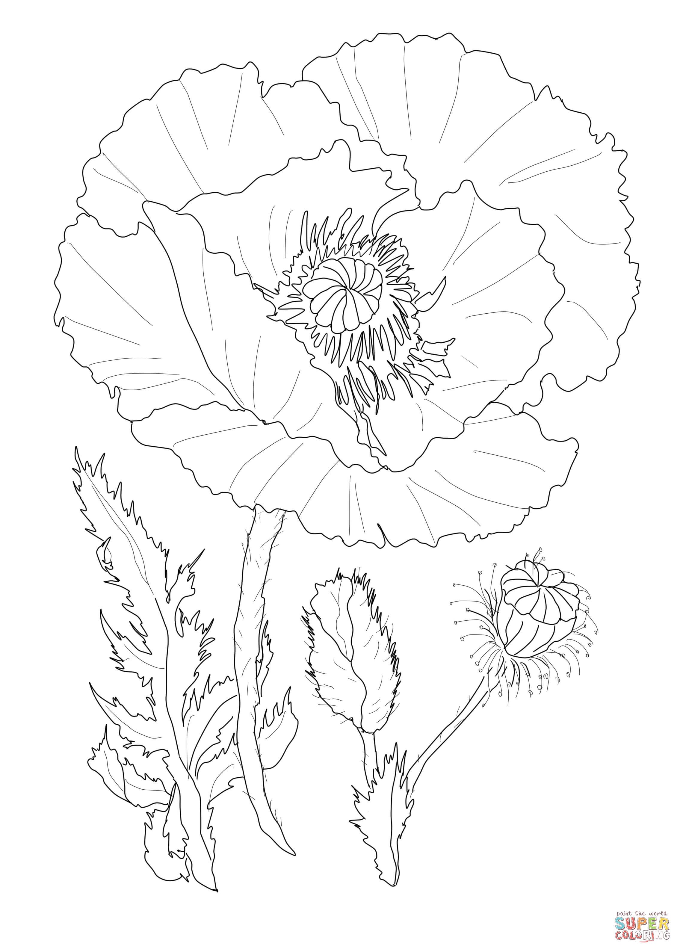 2260x3168 Poppy Coloring Page Click The Poppy Flower Coloring Pages To View