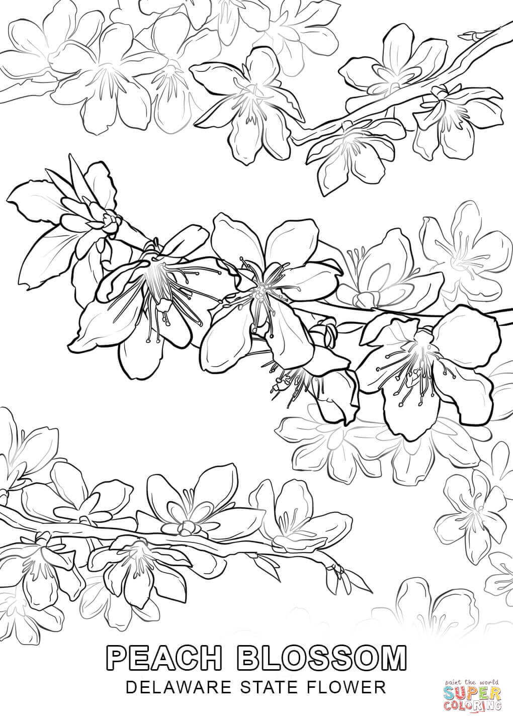 1020x1440 Click The Delaware State Flower Coloring Pages To View Printable