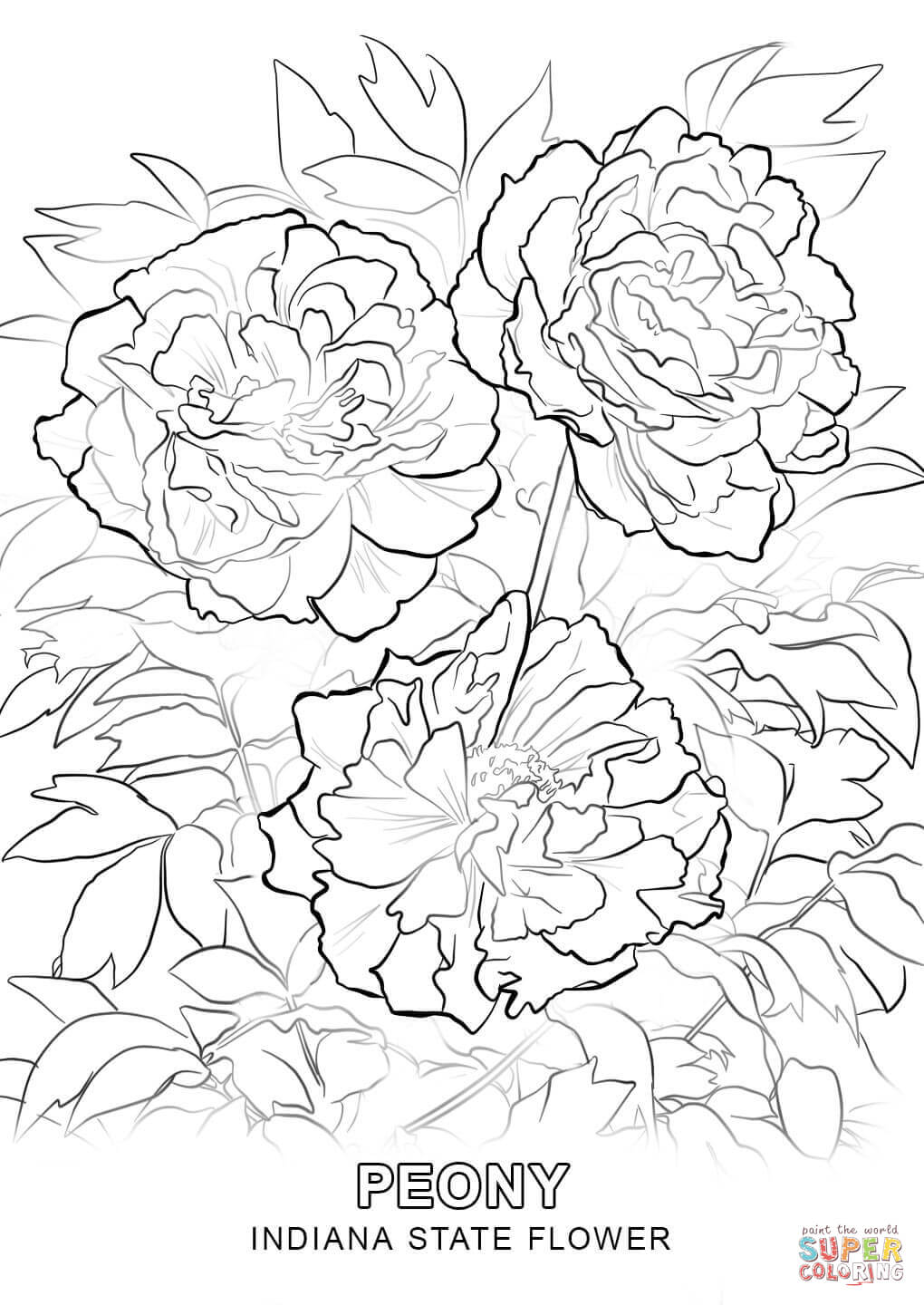 1020x1440 Click The Indiana State Flower Coloring Pages To View Printable
