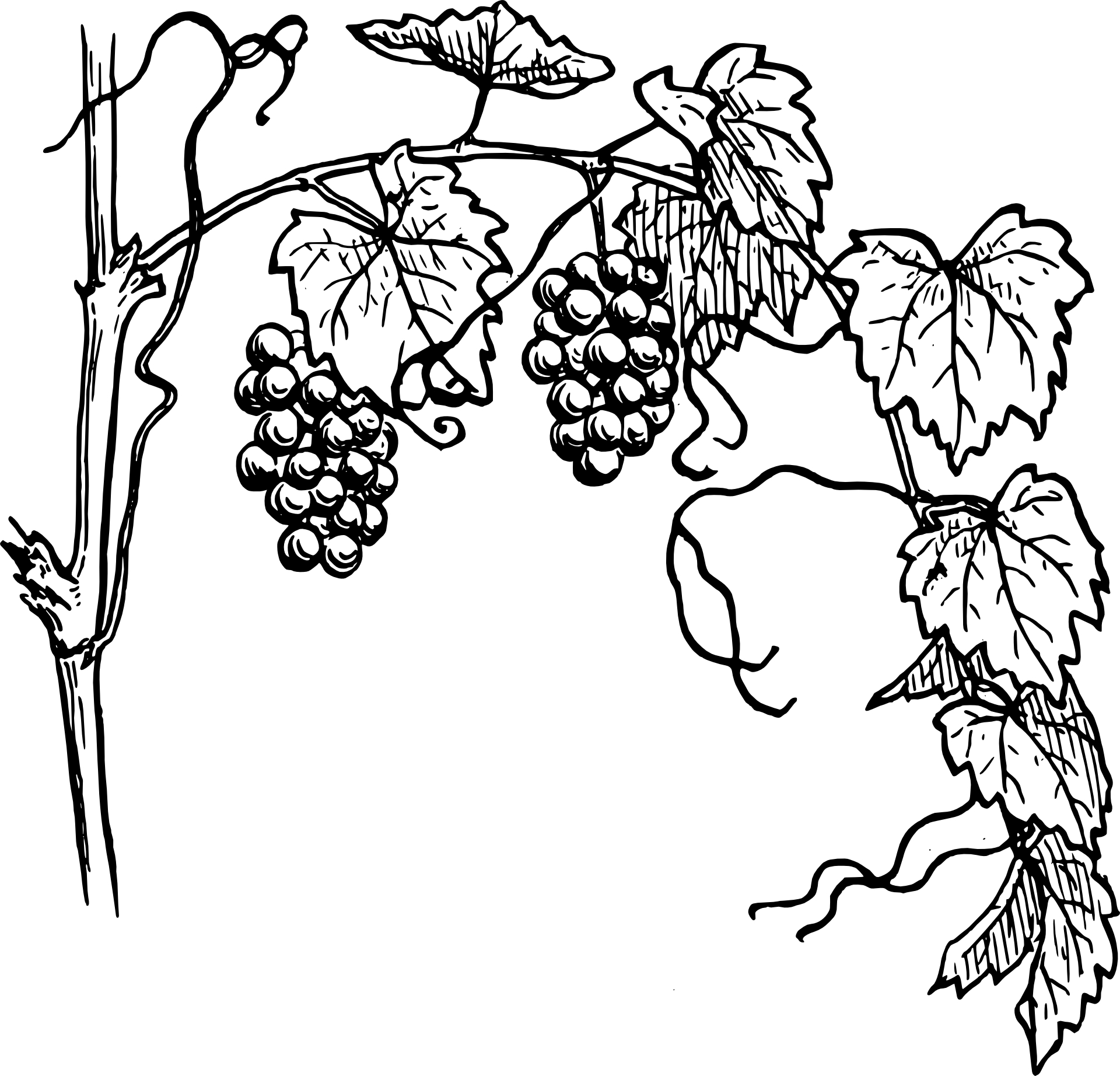 1920x1844 Drawing Amp Sketch, Grapes,fruit Vector Free Psd,vector,icons