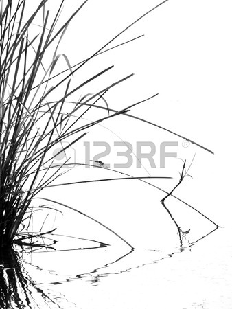 338x450 Tall Grass Silhouette Black White Stock Photo, Picture