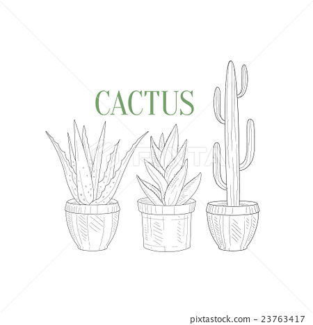 450x468 Three Tall Cacti In Pots Hand Drawn Realistic