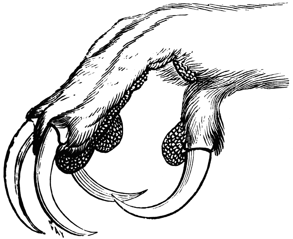 1024x836 Foot Of The Eagle Owl Clipart Etc