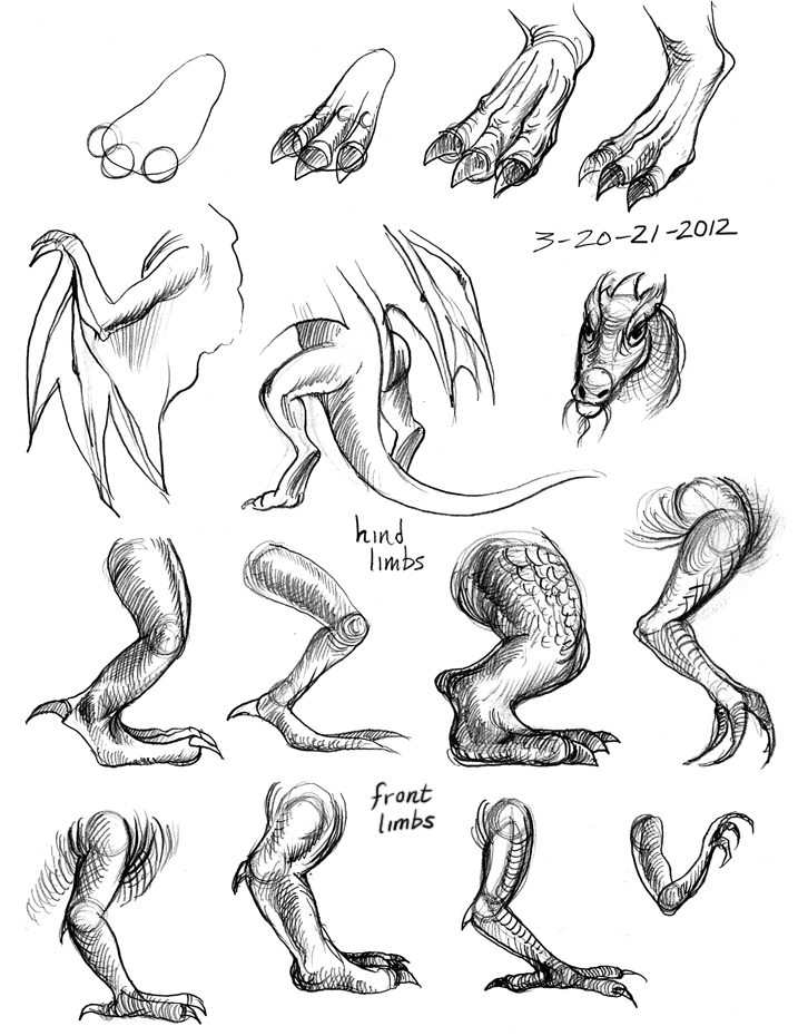 717x930 How To Draw Dragon Legs Arms And Talons Step 7 Dragons