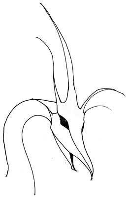 260x403 Slanthead8.jpg