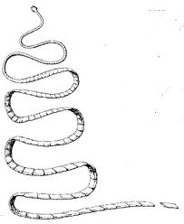 203x248 Language The Lefort Report