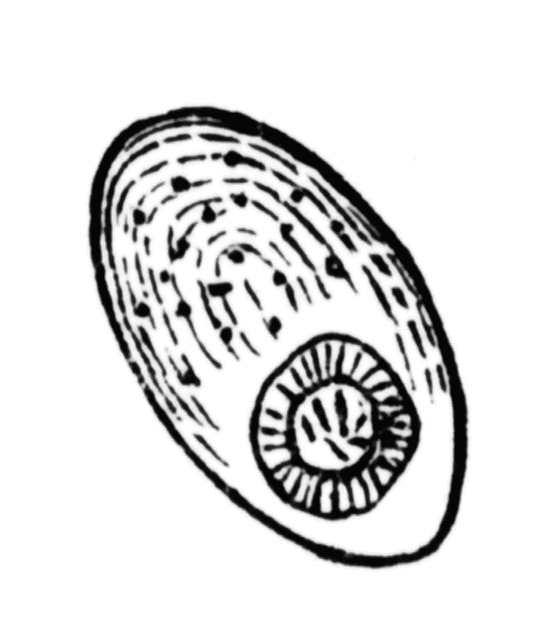 534x640 Tape Worm Clipart Etc