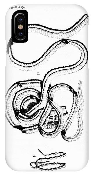 320x600 Tapeworm, Historical Artwork Photograph By