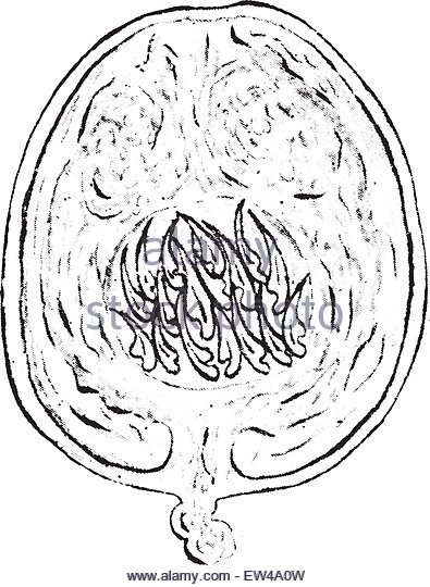 395x540 Tapeworm Scolex Stock Photos Amp Tapeworm Scolex Stock Images