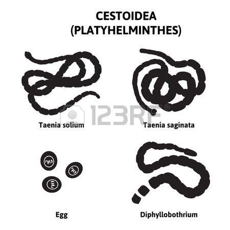 450x450 The Types Of Parasites, Tapeworm Different, Silhouette Royalty