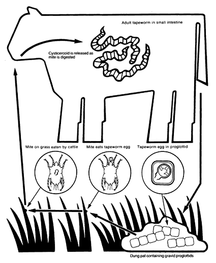 425x516 Endoparasites