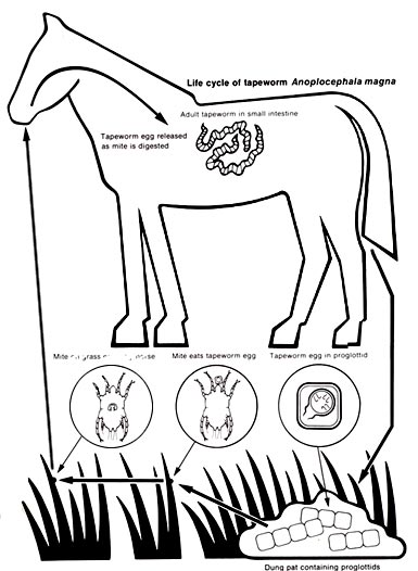 385x526 Endoparasites