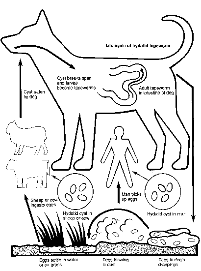 410x551 Endoparasites