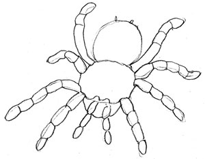 300x233 How To Draw A Spider