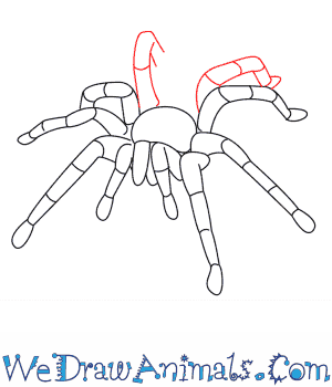 300x350 How To Draw A Tarantula