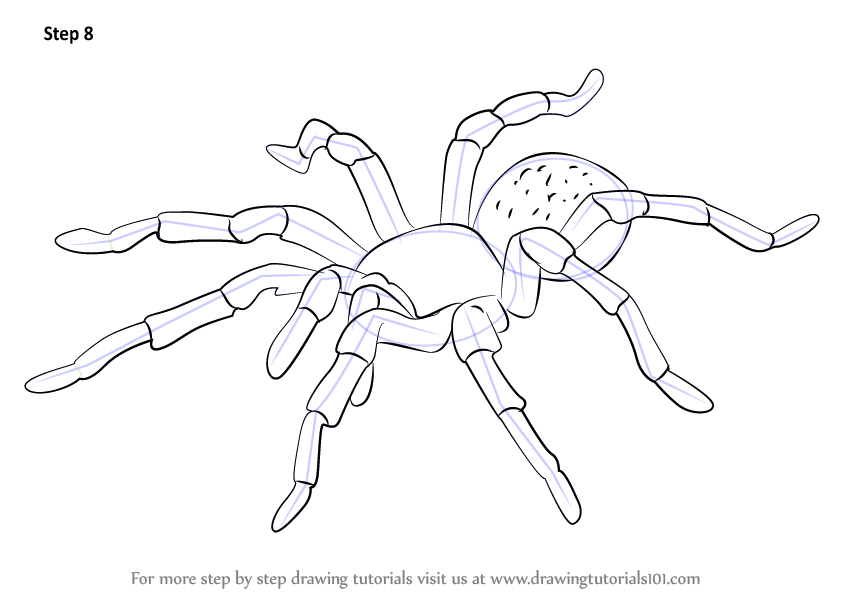 844x598 Learn How To Draw A Tarantula (Arachnids) Step By Step Drawing