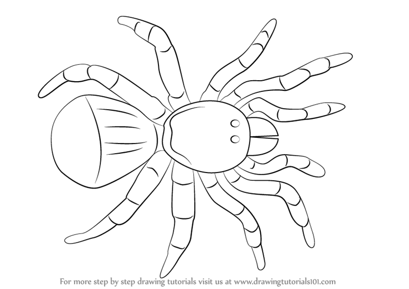 800x566 Learn How To Draw A Trapdoor Spider (Arachnids) Step By Step