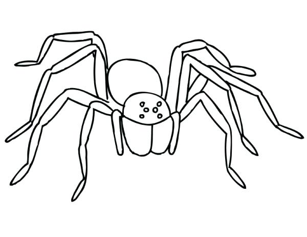 600x463 Spider Coloring Page Creepy Tarantula Spider Coloring Page Spider