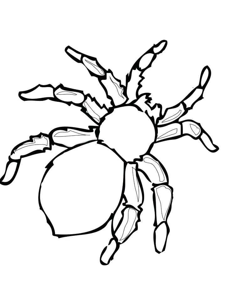 728x942 Spider Coloring Pages Print Color Craft Tarantula Free Murs