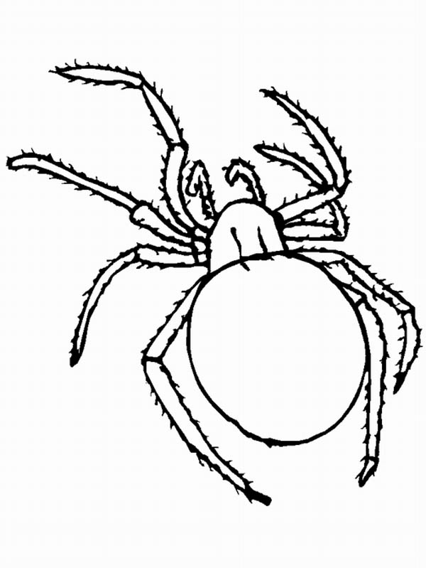 600x799 Tarantula Spider Picture Coloring Page
