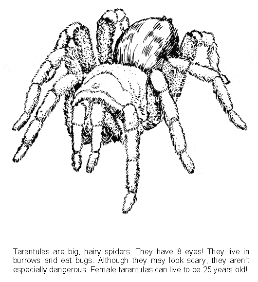 530x580 Tarantula Coloring Page