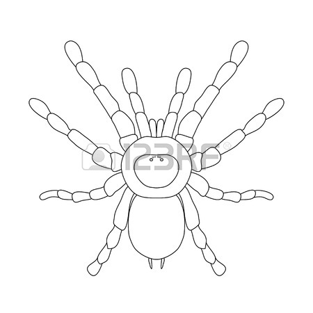 450x450 Tarantula Spider Brachypelma Smithi, Spider Female. Spider Top