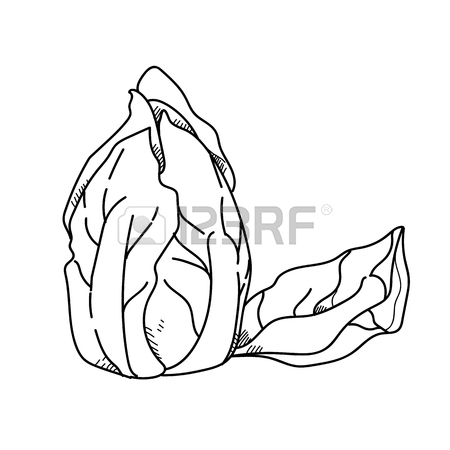 450x450 Freehand Drawing Illustration Vegetable Garlic. Stock Photo