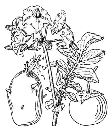 458x550 Patatas Solanum Tuberosum Potato Ma Ling Shu Philippine