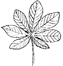 Taro Leaf Drawing at GetDrawings | Free download