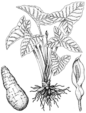 282x370 Tannia, Yautia