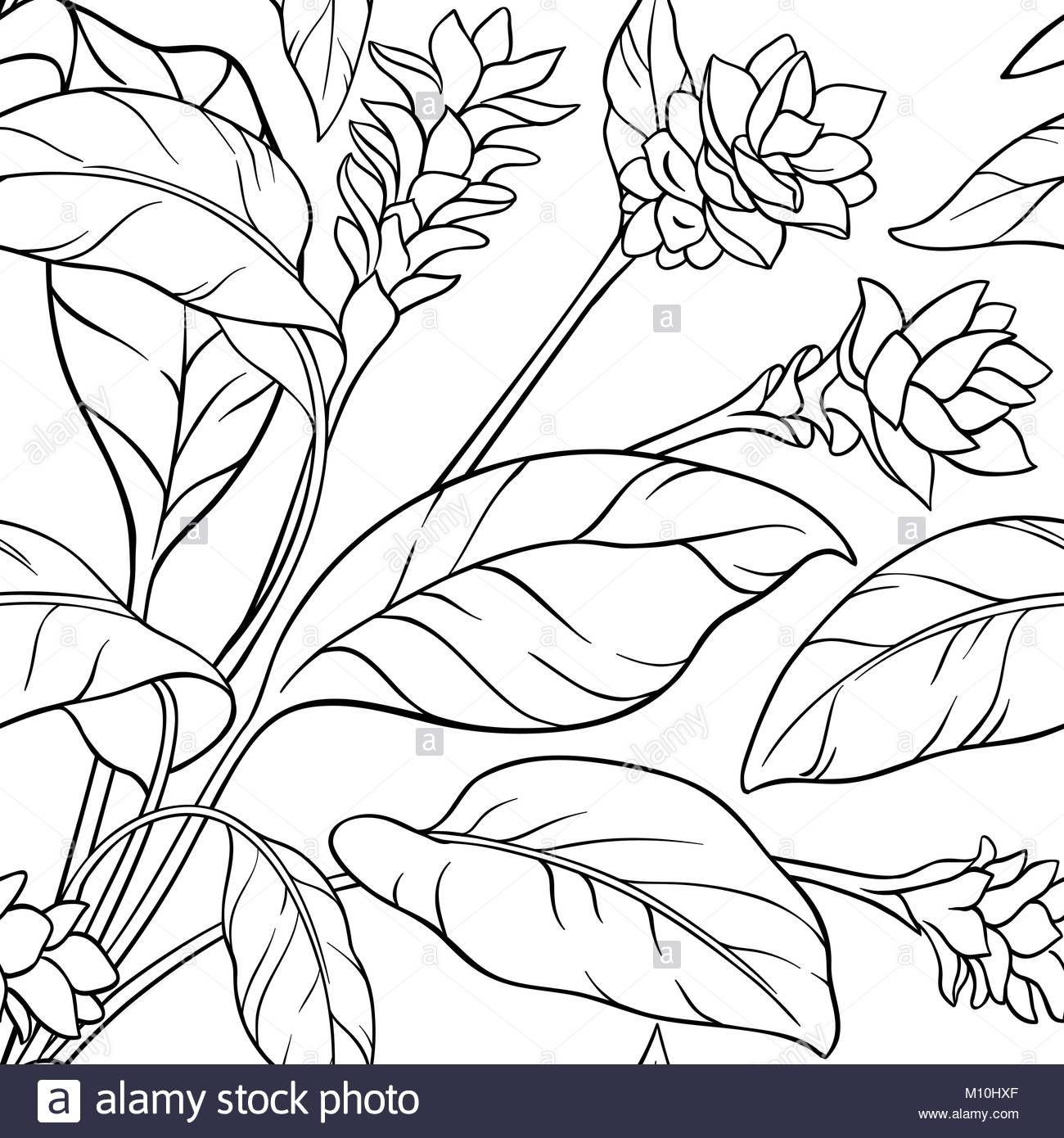 1300x1390 Turmeric Plant Illustration Stock Photos Amp Turmeric Plant