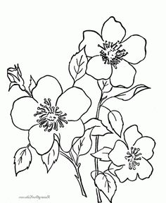 236x288 Beautiful Flowers Drawing Vector Illustration Isolated Desen