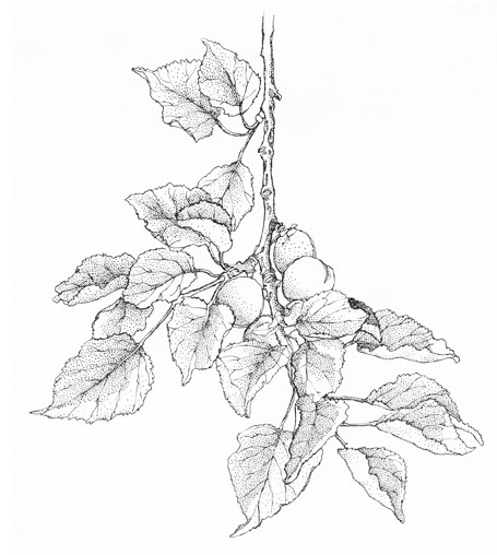 Taro Leaf Drawing at GetDrawings | Free download