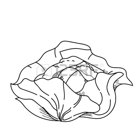450x450 Freehand Drawing Illustration Vegetable Cabbage. Stock Photo