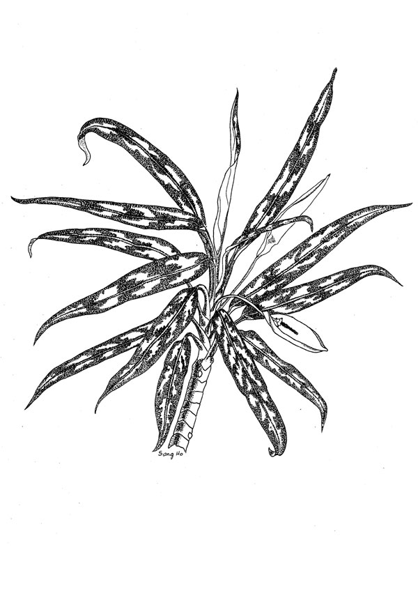 600x848 Poison Plant Illustrations