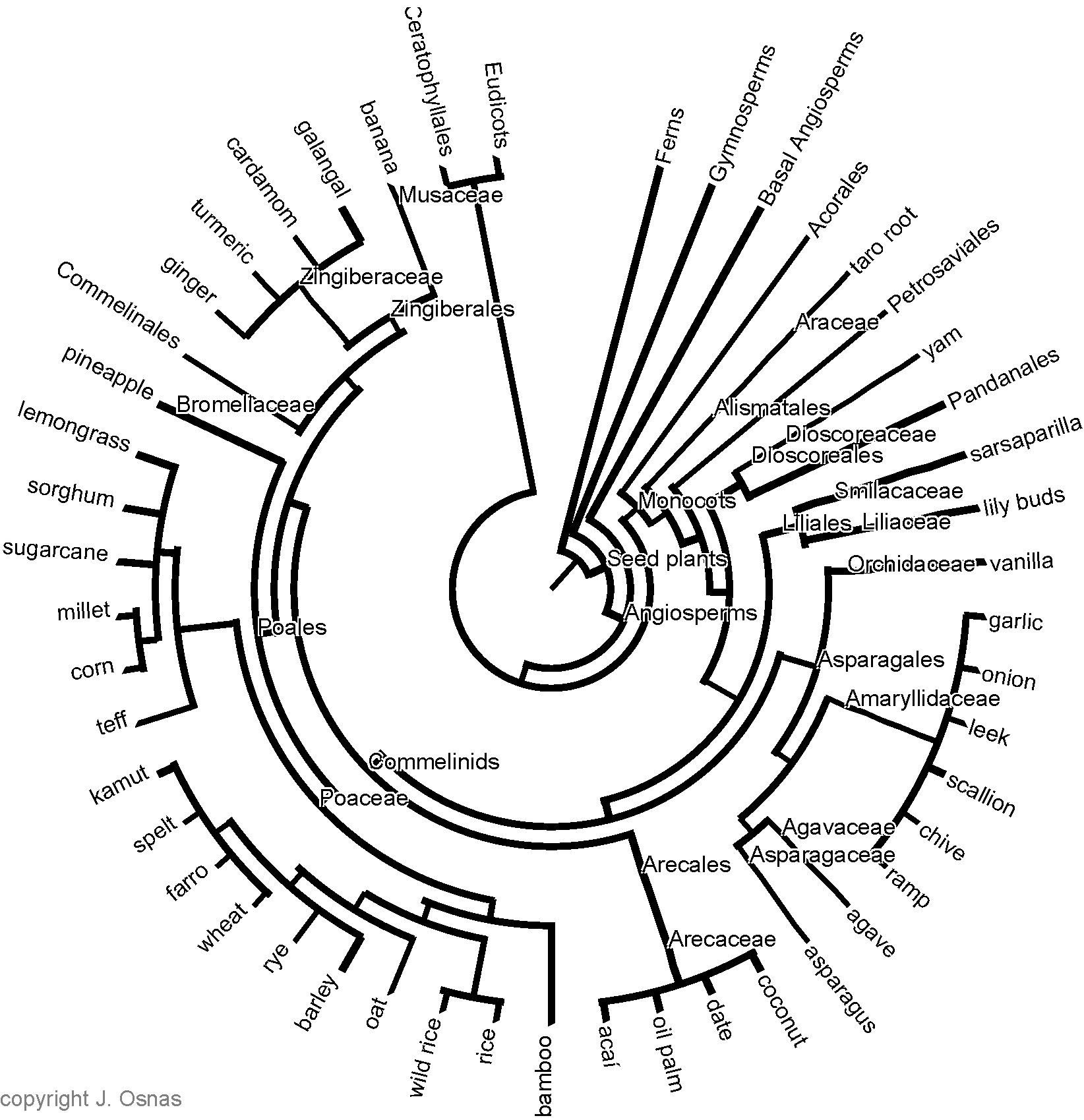 1644x1699 The Extreme Monocots The Botanist In The Kitchen