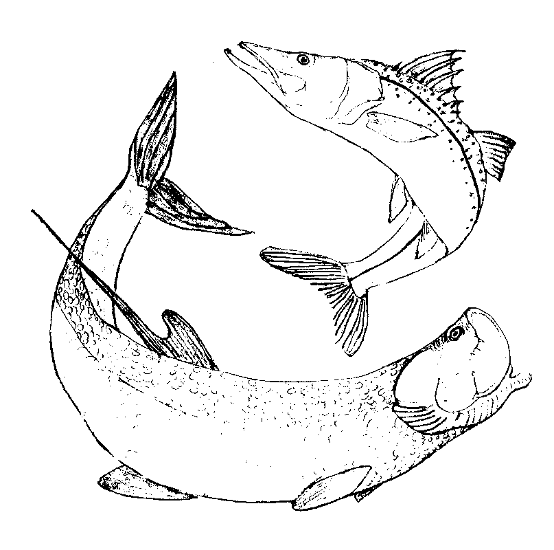 807x800 Tarpon Errand Service