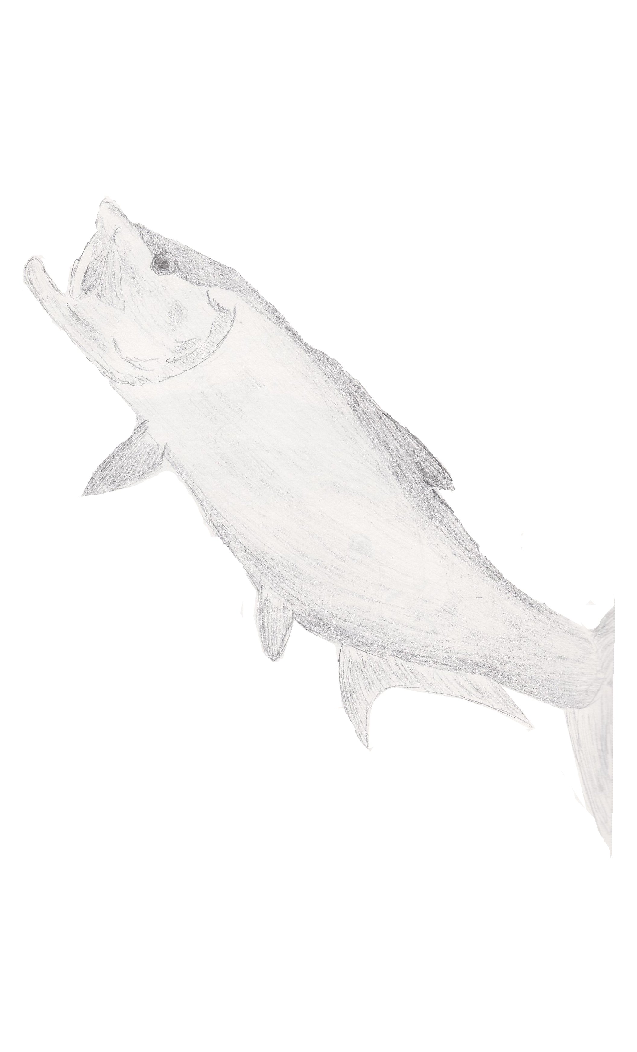 2112x3484 Tarpon Sketch By Saltyosprey