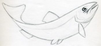 350x161 You Can Slightly Mark The Scales On The Body Of The Fish By Gentle