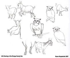 244x200 Best Zoo Drawing Ideas On Easy Elephant Drawing